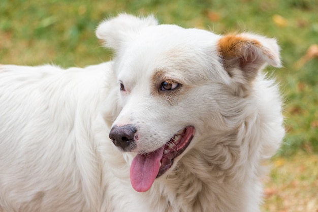 White dog looking back, portrait of dog close up_