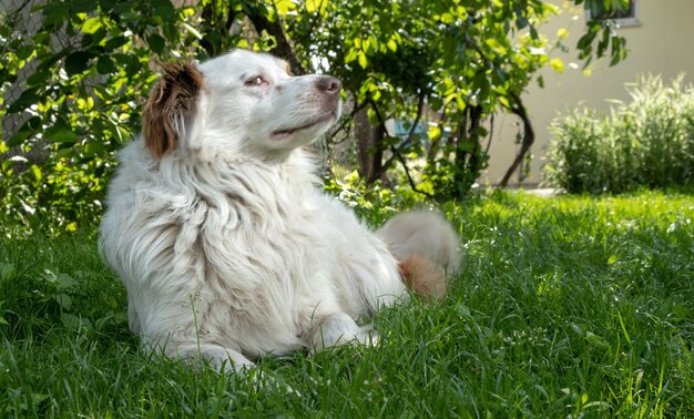 White dog lying on grass