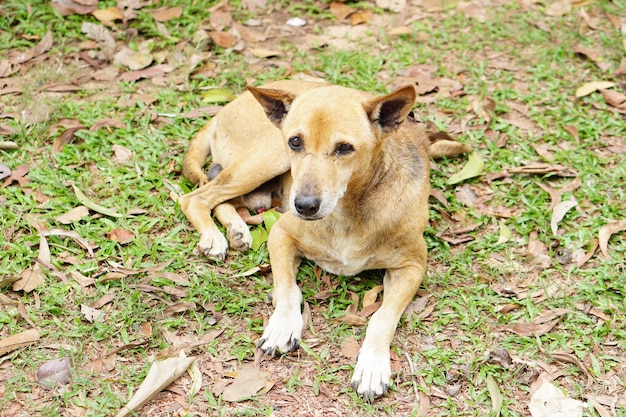 Cane bianco sdraiato sull'erba verde