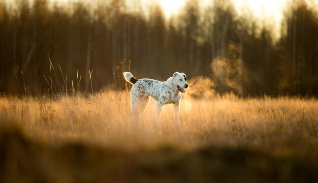 写真 フィールドの白い犬