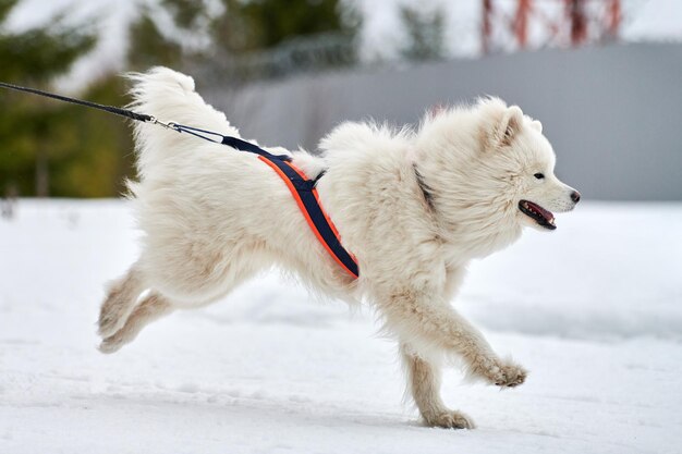 写真 雪の上にある白い犬