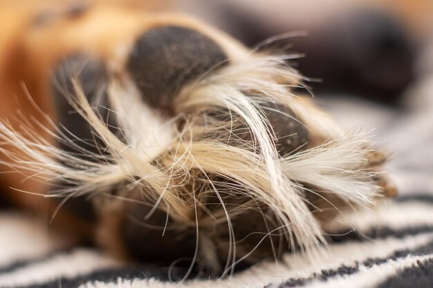 Photo white dog paw close up macro photo