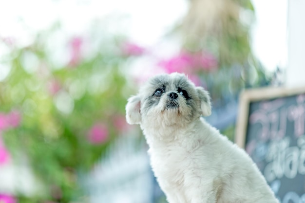 写真 白い犬の写真 可愛い写真撮影 愛犬のコンセプト
