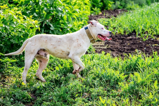 White dog pitbull in  field protects  herd of cattle. A dog on  walk_