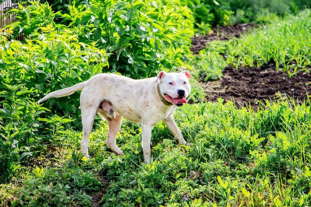 White dog pitbull in  garden on  walk_