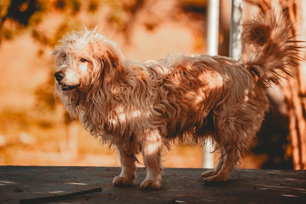 写真 白い犬がカメラに向かってポーズをとっている