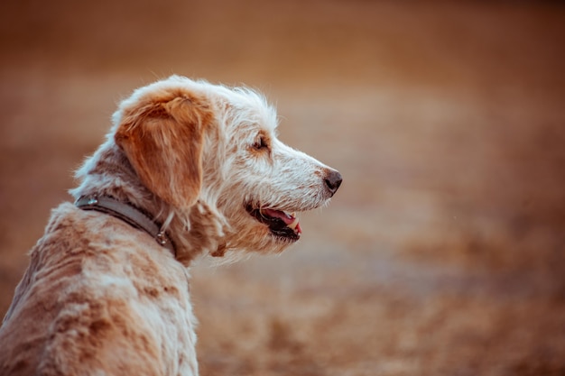 white dog in profile