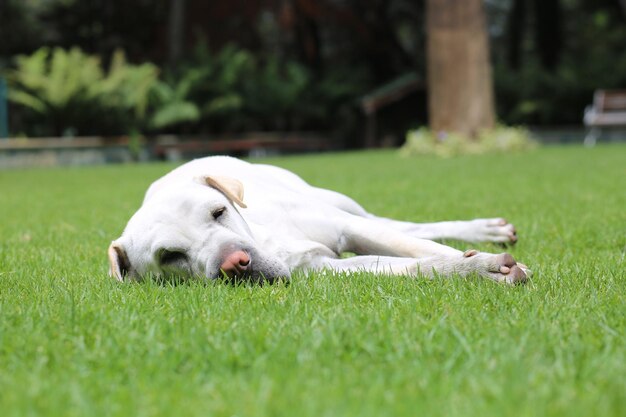 White dog relaxing on grassy field