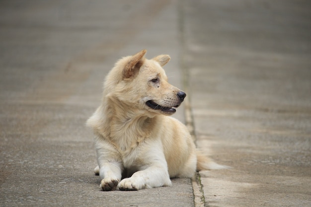 white dog relaxing on street