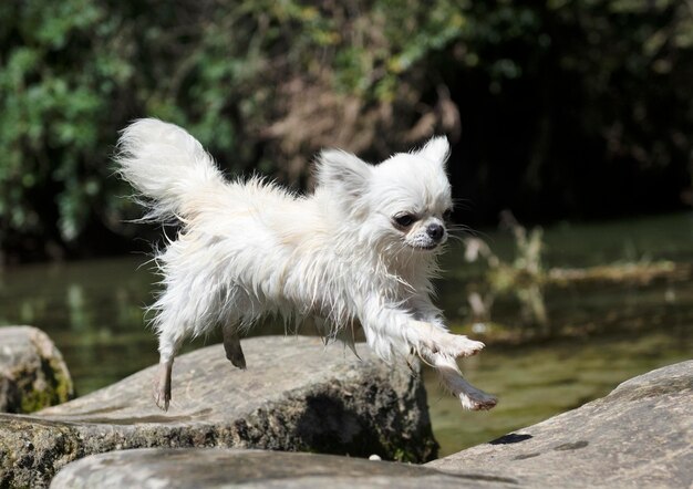 Foto cane bianco sulla roccia