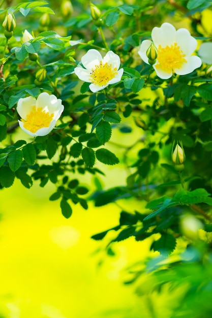 写真 白い犬のバラ ロザ・カニナの花と緑の葉が ぼんやりした背景に