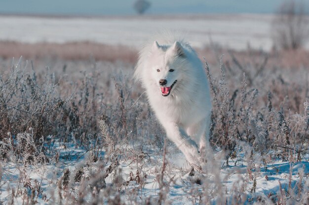 Foto un cane bianco corre nella neve.