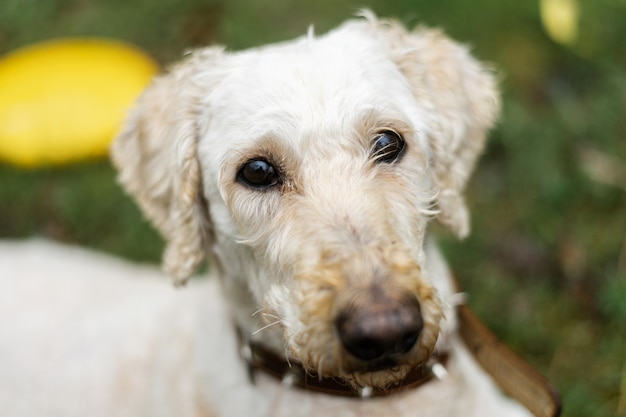 The white dog's muzzle looks into the camera