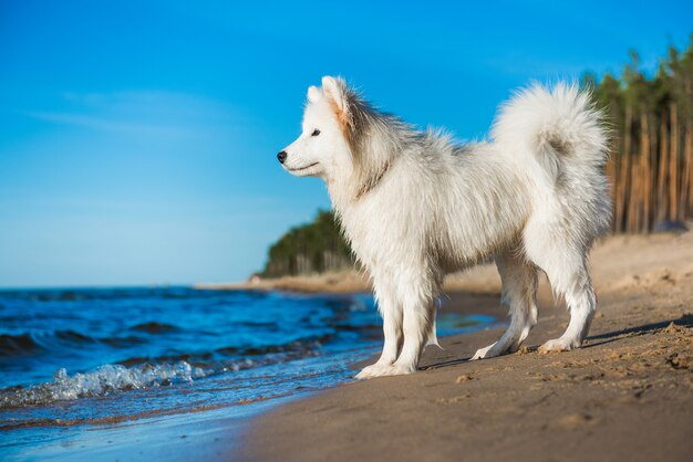 White dog Samoyed walks on the shore of the Baltic Sea