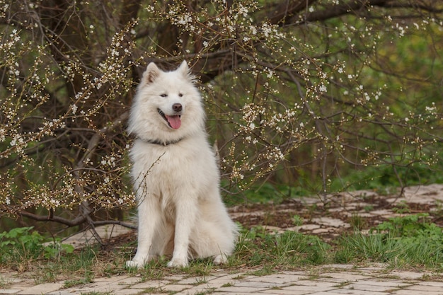 Foto un cane bianco siede su una strada di mattoni con un albero sullo sfondo.