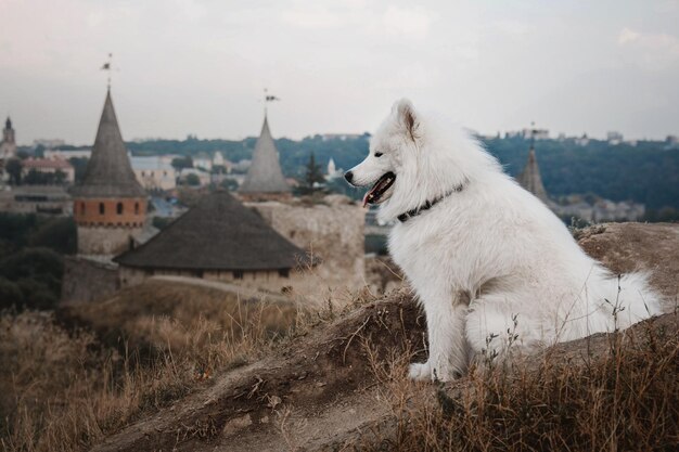 建物を背景に丘の上に白い犬が座っています。