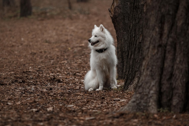 白い犬が森の木の隣に座っています。