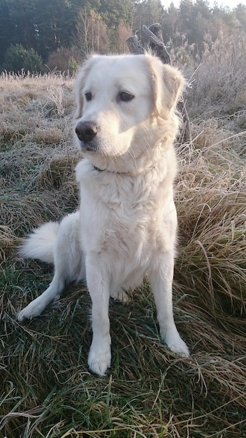 Photo white dog sitting on grassy field