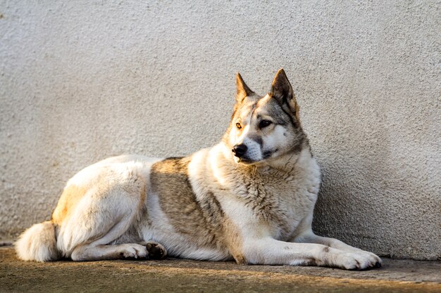 White dog sitting near old house wall