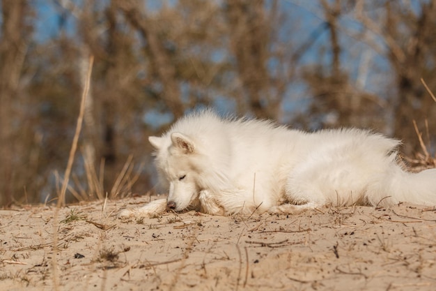 White dog sleeping on the ground