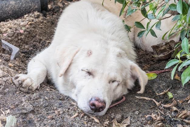 眠っている白い犬