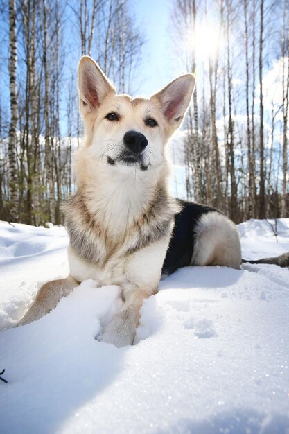 White dog on snow covered land