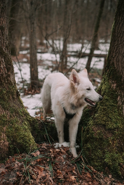 Белая собака в снежном лесу