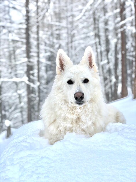 Foto cane bianco nella neve