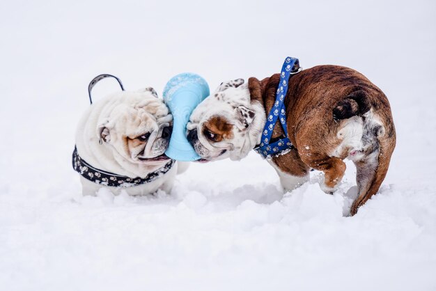 Photo white dog in snow