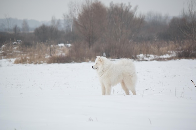 A white dog in the snow