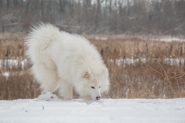 雪の中の白い犬