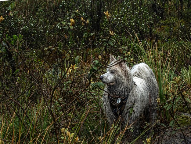 Foto cane bianco in piedi sul campo con la pelliccia bagnata e sporca