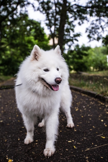 地面に立っている白い犬