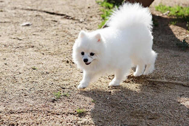 写真 野原に立っている白い犬