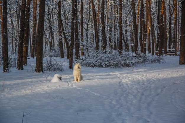 A white dog stands in the snow in front of a forest.