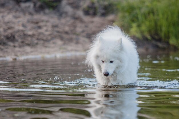 Белая собака стоит в воде и смотрит в камеру.