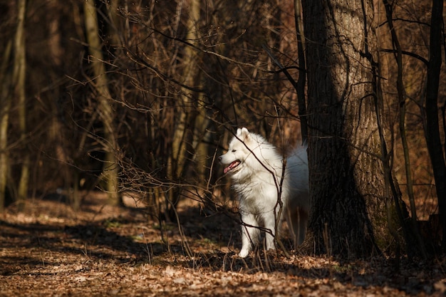 A white dog stands in the woods in the sunlight.