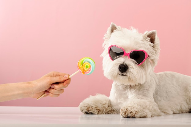 White dog tries to eat delicious candy