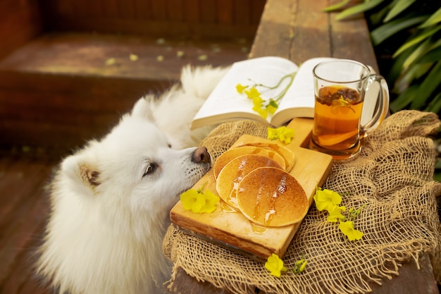 Photo white dog trying to get pancakes outdoors