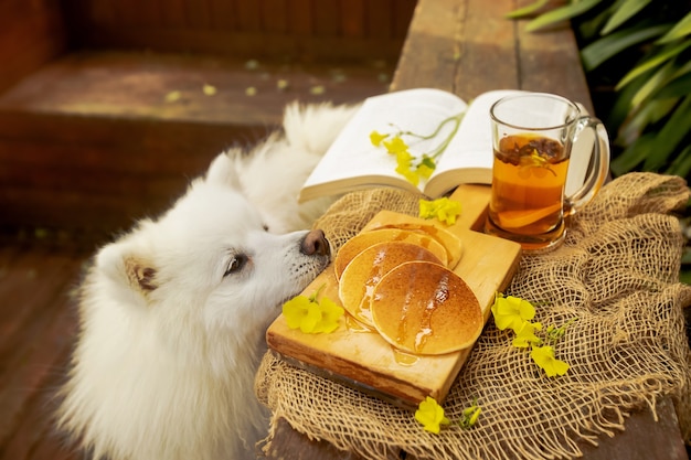 Cane bianco che cerca di prendere i pancake all'aperto