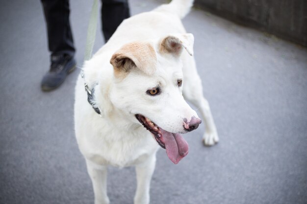 Cane bianco che cammina al guinzaglio su strada asfaltata, gambe umane sullo sfondo.