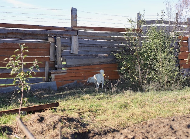 A white dog walks in the garden in the fall a Slovakian bitch dog