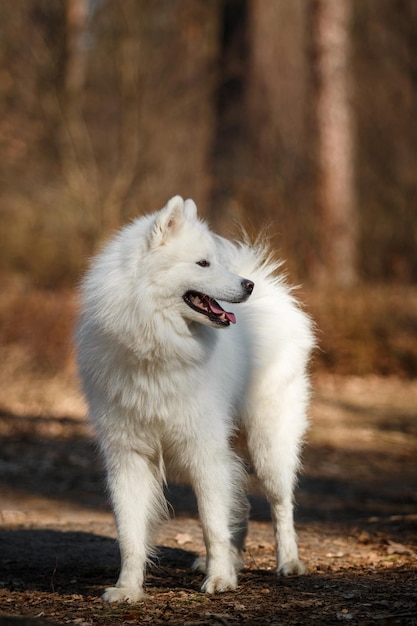 白い犬が舌を出して森の中を歩いている