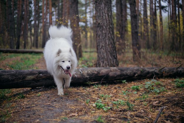 Photo a white dog walks in the woods