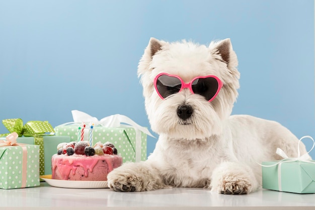 White dog west highland white terrier celebrating a birthday with a cake and gifts