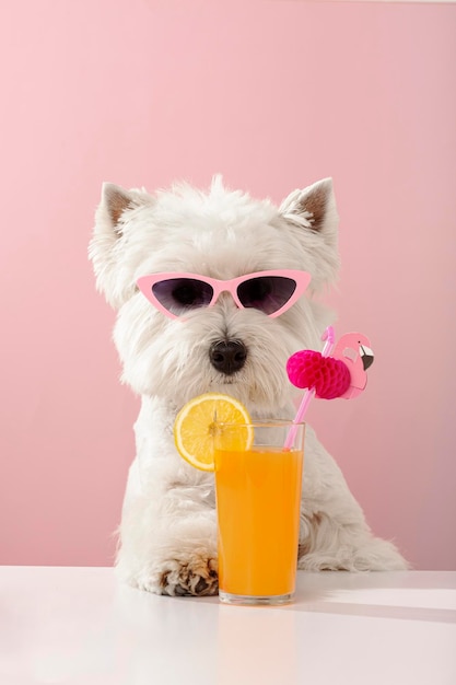 White dog west highland white terrier drinking juice on summer vacation