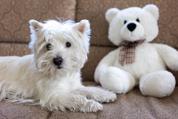 White dog West Highland White Terrier lies on the couch of the house