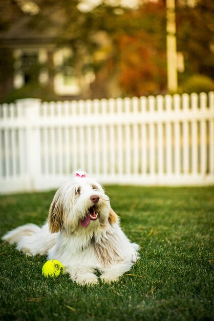 Foto cane bianco con la palla sull'erba