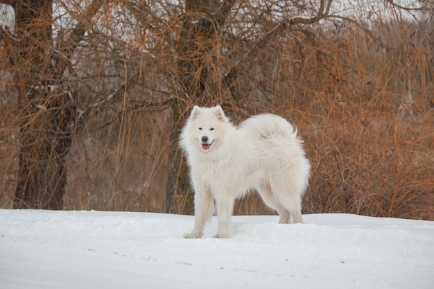 A white dog with a big mouth