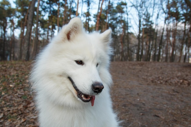 Photo a white dog with black ears and a pink tongue sits in the woods.